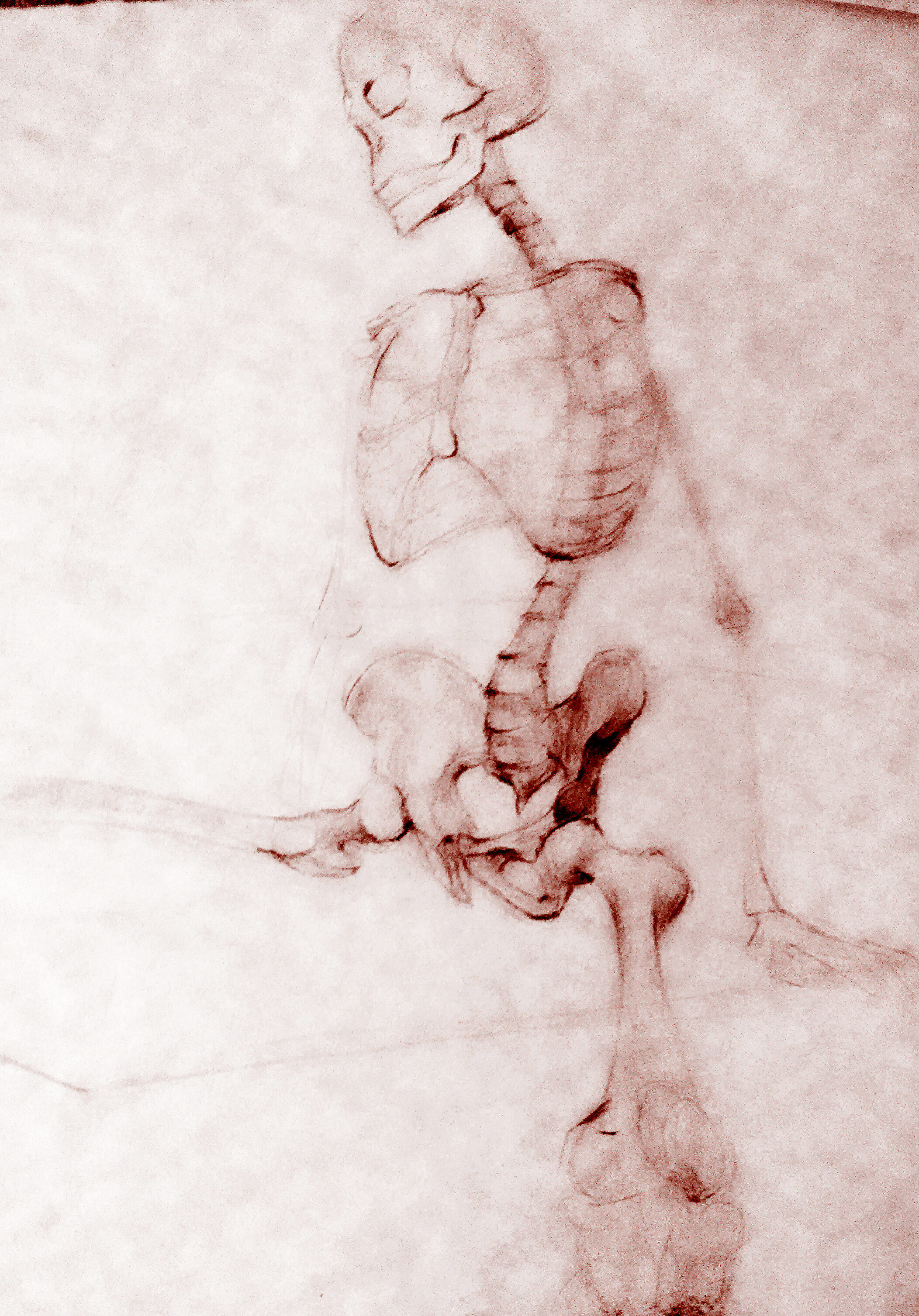 Skeleton Study