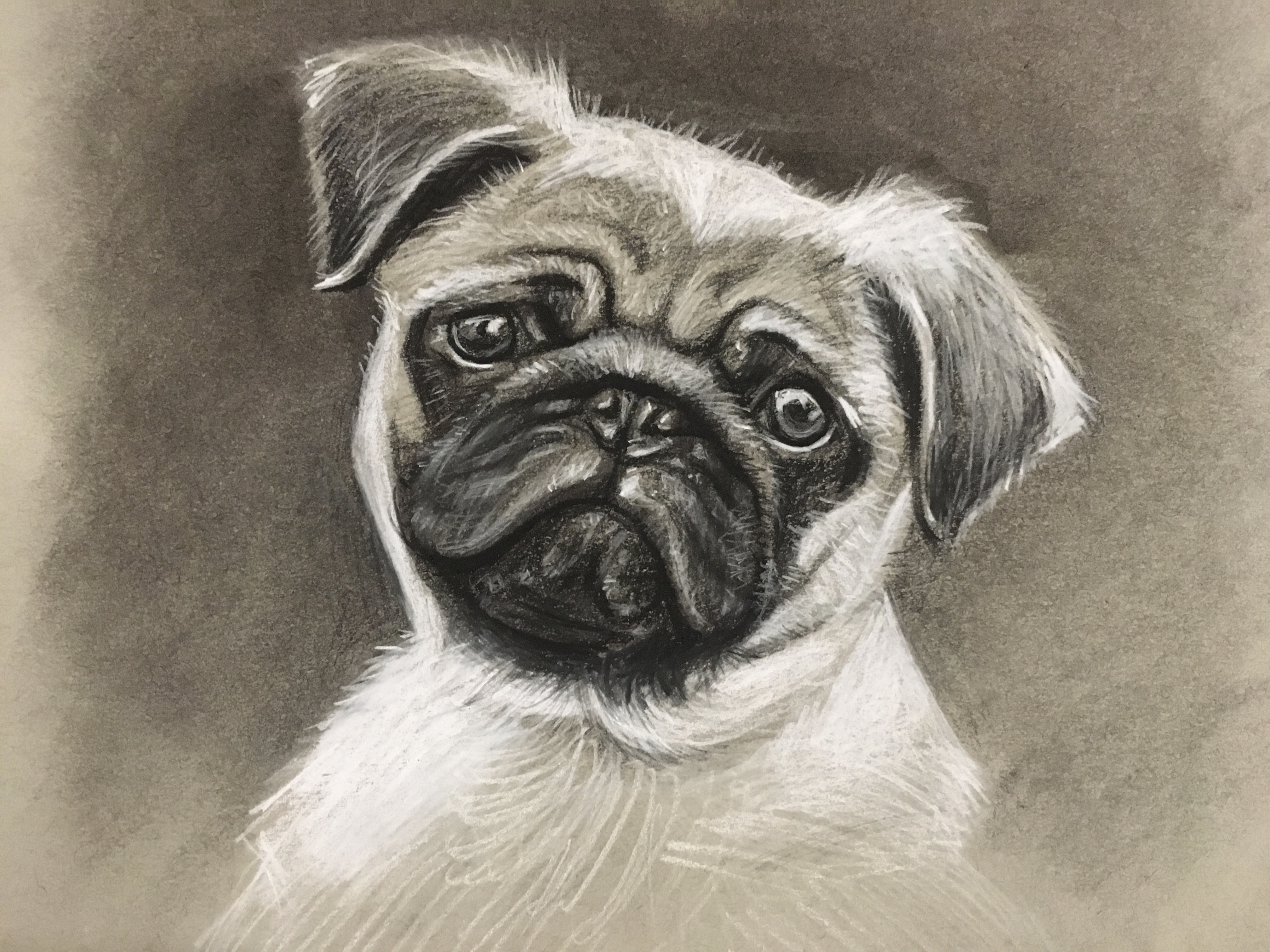 Pug Portrait